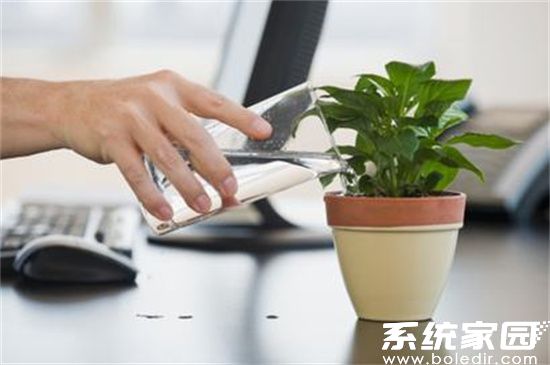 防辐射植物选择