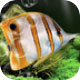 梦幻水族馆动态屏保中文版高清v1.234